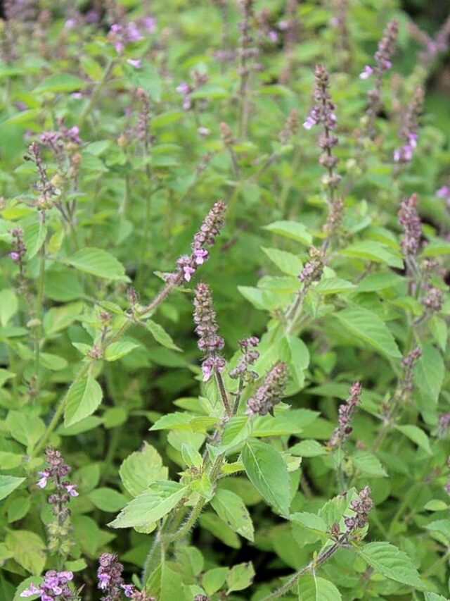 1cf7f1a9e3350055f0e3f25e95feead5