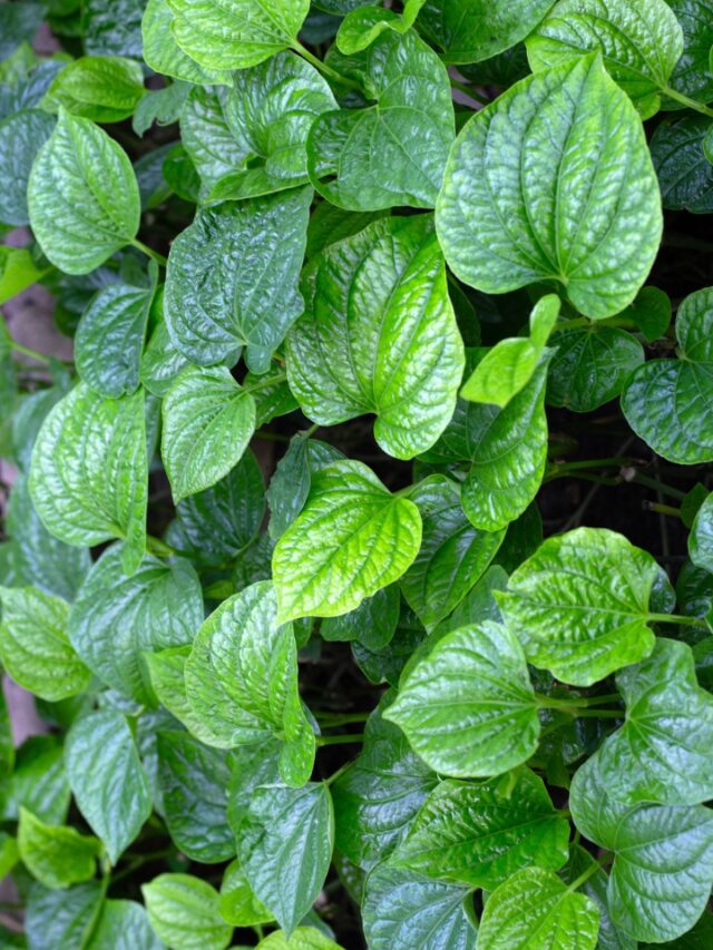 20240412_152005_0008