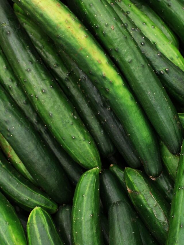 करें रोजाना खीरे का सेवन मिलेंगे आपको ये 7 फायदे