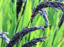 Black Salt Rice: तीन साल में कालानमक चावल का निर्यात तीन गुने से अधिक बढ़ा, इंग्लैंड और अमेरिका भी इसका स्वाद चखेंगे