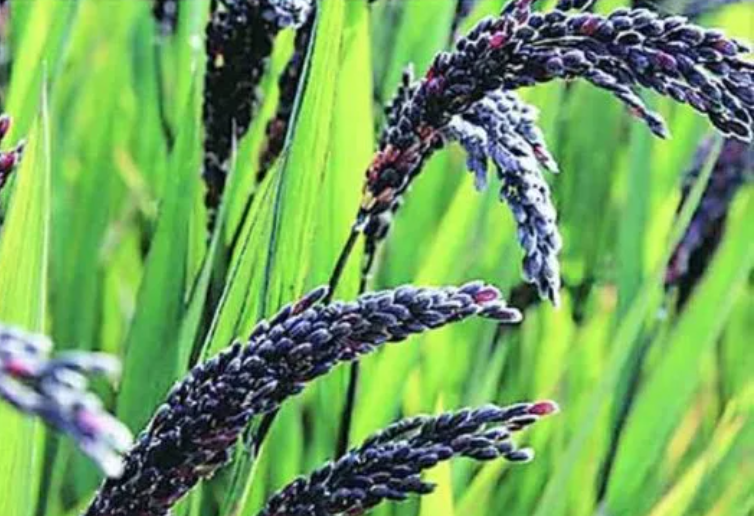Black Salt Rice: तीन साल में कालानमक चावल का निर्यात तीन गुने से अधिक बढ़ा, इंग्लैंड और अमेरिका भी इसका स्वाद चखेंगे