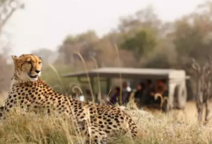 Cheetah Safaris: