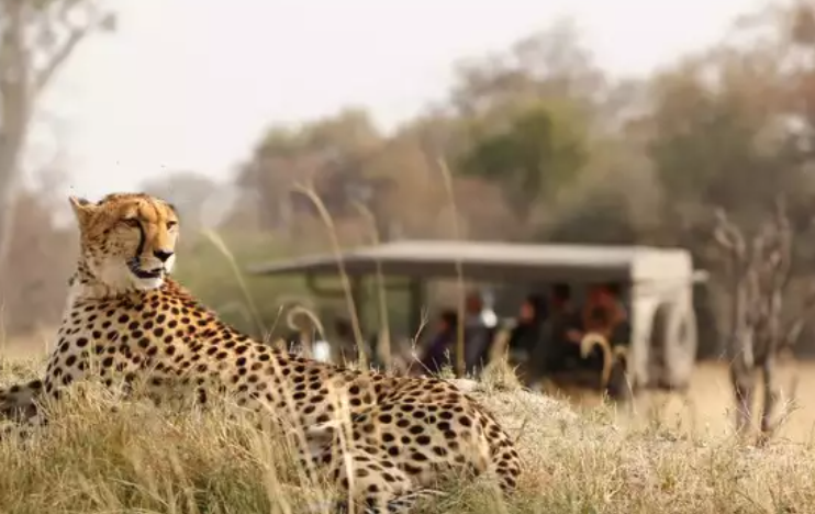 Cheetah Safaris: