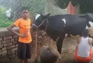 Kamdhenu Cow: