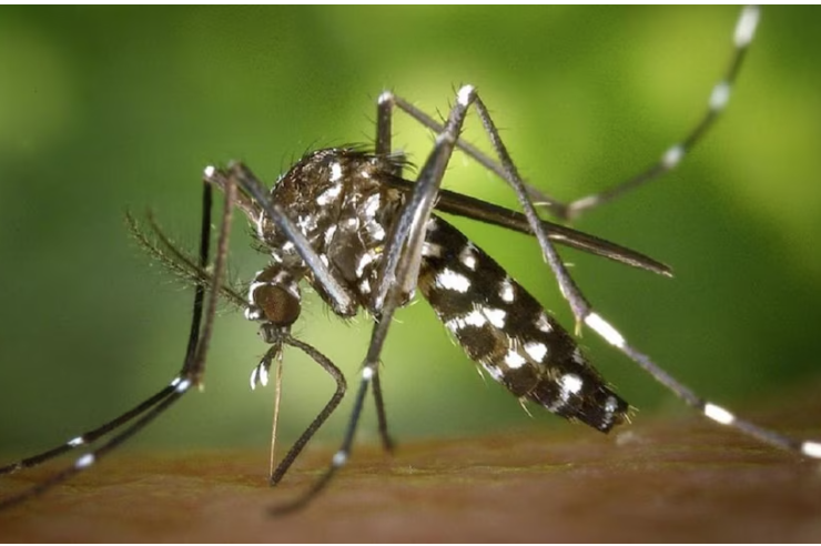 Dengue Malaria: