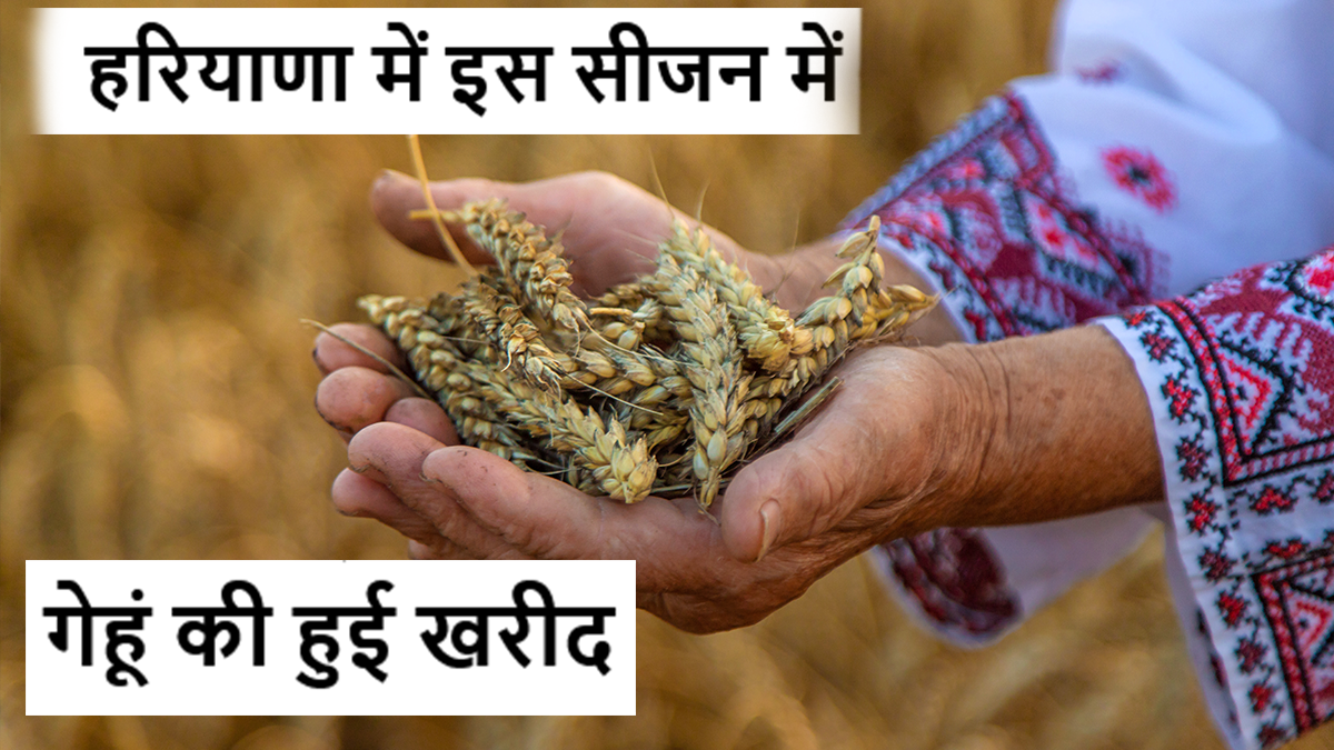 हरियाणा में इस सीजन में अब तक 74.95 लाख मीट्रिक टन गेहूं की हुई खरीद #gehukharidi #haryana #wheatpurchase #2025