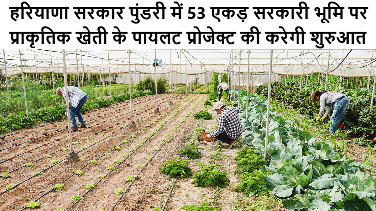 हरियाणा सरकार पुंडरी में 53 एकड़ सरकारी भूमि पर प्राकृतिक खेती के पायलट प्रोजेक्ट की करेगी शुरुआत