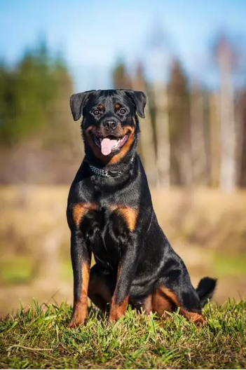 एनिमल के साथ 'यौन शोषण'