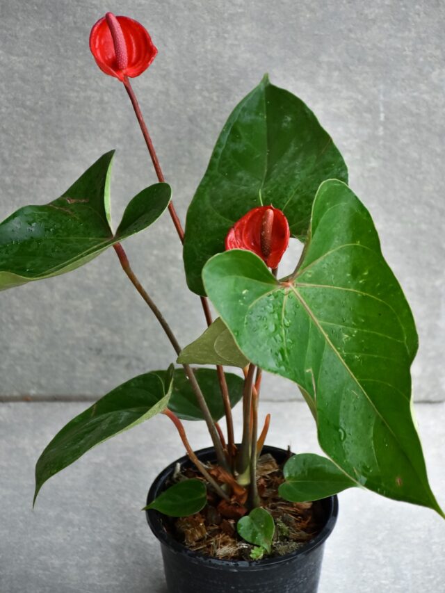 beautiful-anthurium-andraeanum-flamingo-lily-fla-2025-02-03-10-54-59-utc