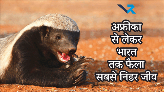 Fearless Honey Badger