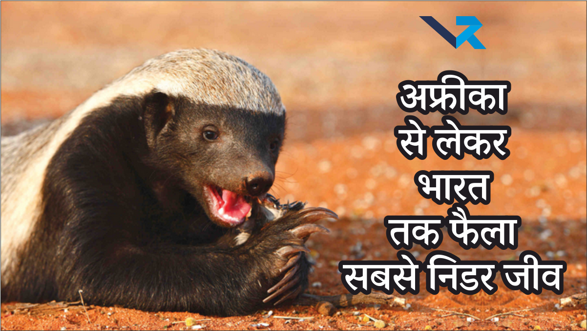 Fearless Honey Badger