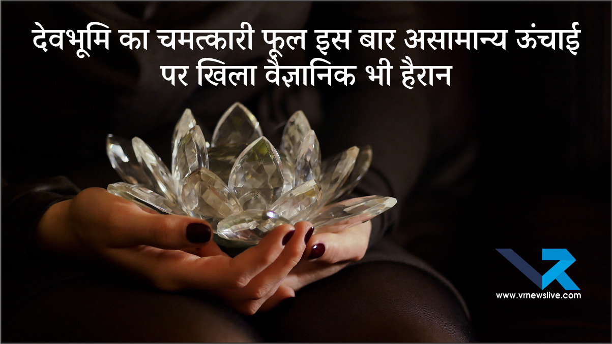 ब्रह्मकमल