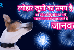 Say No To Patake Near Animals