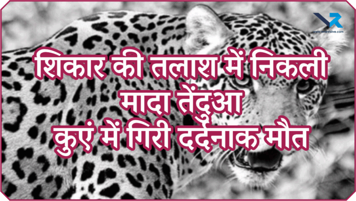 Leopard Found Dead Tapi District