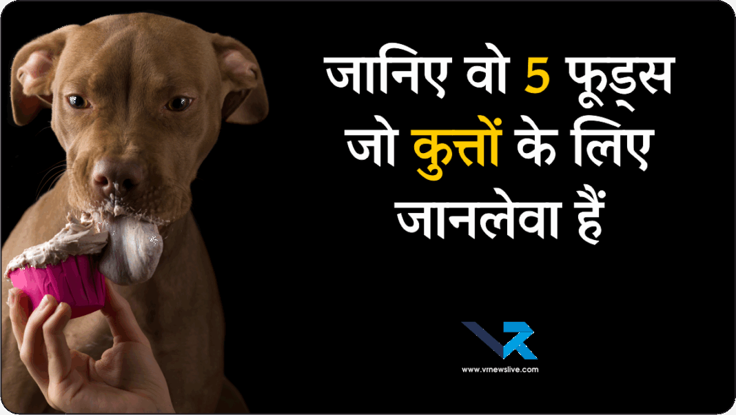 Dog Food Alert कुत्तों के लिए जहर साबित हो सकते हैं ये 5 इंसानी फूड! थोड़ी सी मात्रा भी बन सकती है जानलेवा