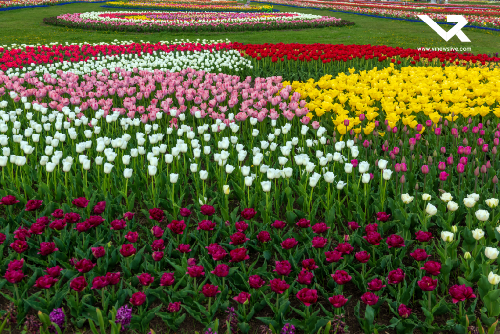 Ahmedabad Flower Show 2026