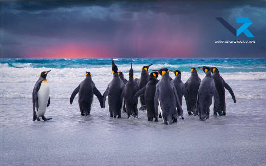 Penguin Awareness Day 2026