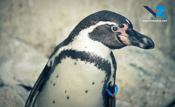 Penguin Awareness Day 2026