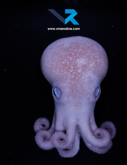 Graneledone Octopus