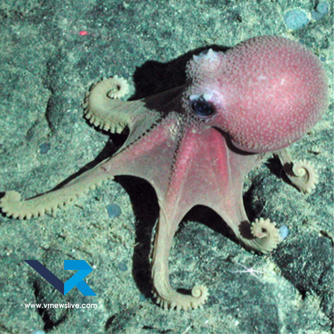 Graneledone Octopus