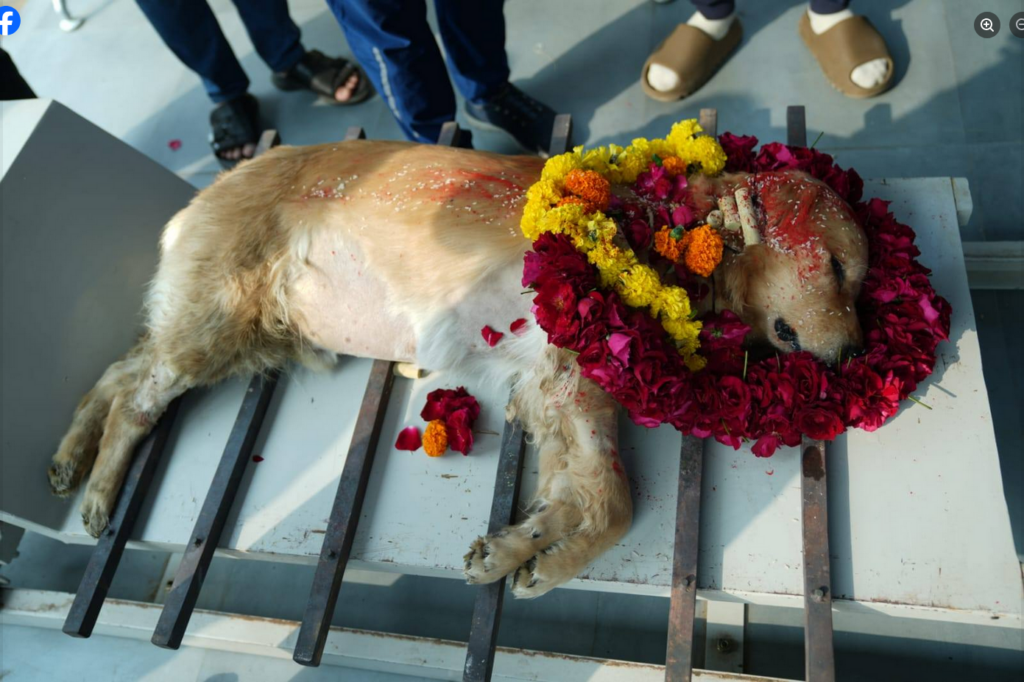 Ahmedabad Dog Crematorium