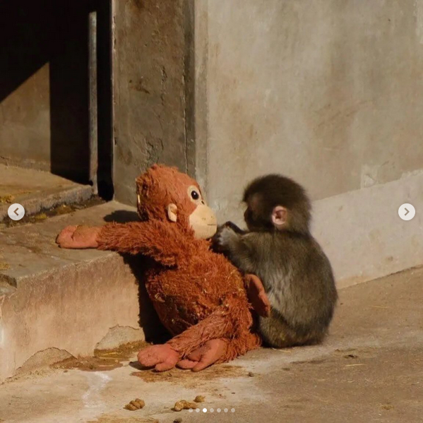 Viral Baby Monkey Punch Japan