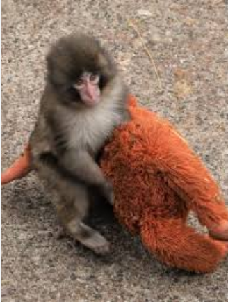 Viral Baby Monkey Punch Japan