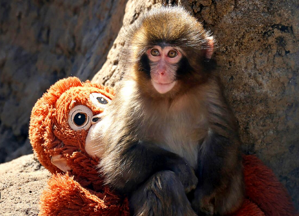 Viral Baby Monkey Punch Japan