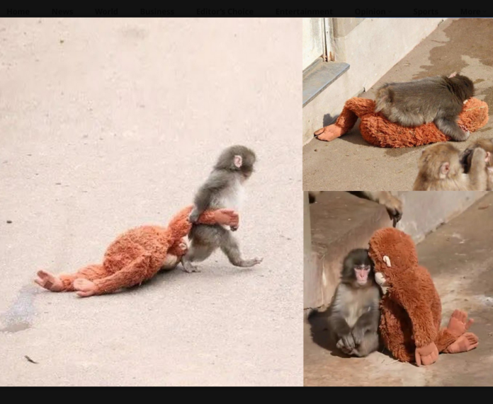 Viral Baby Monkey Punch Japan