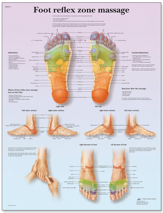 Foot Anatomy & Reflexology Guide