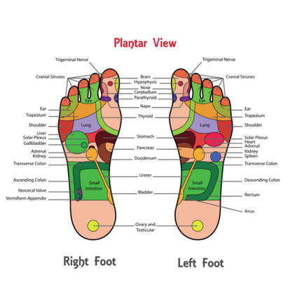 Foot Anatomy & Reflexology Guide