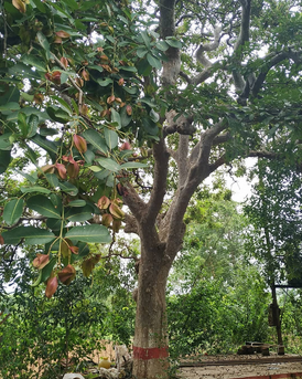 Arjun Tree Farming