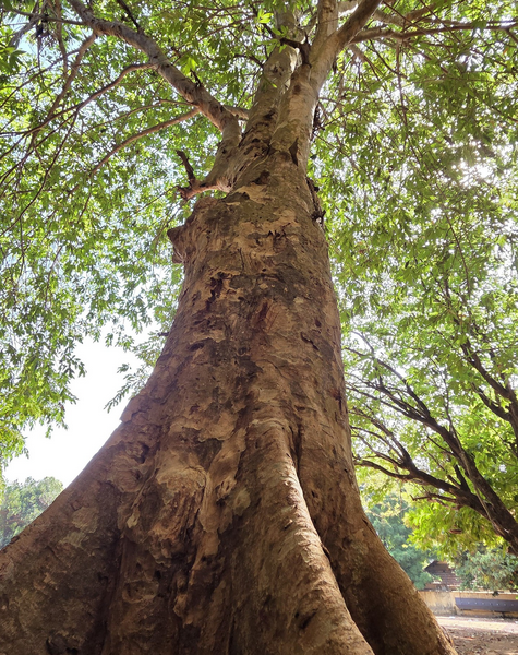 Arjun Tree Farming
