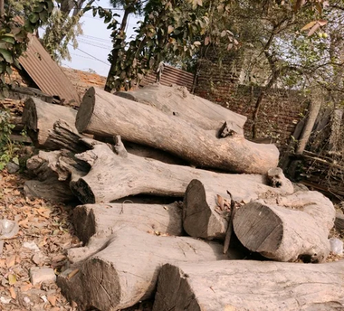 Arjun Tree Farming