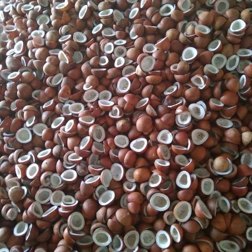 Coconuts Banned on flights