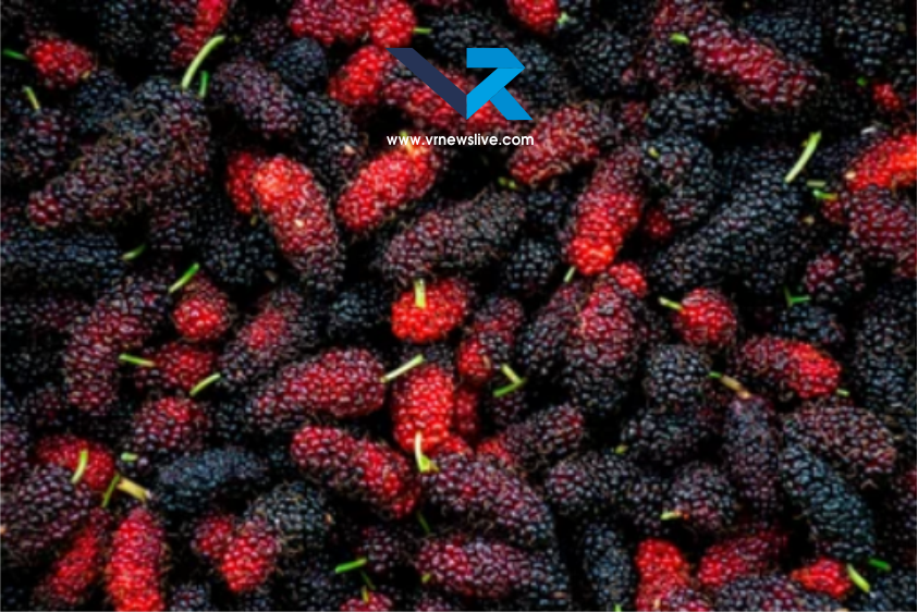 Black & Red Mulberry