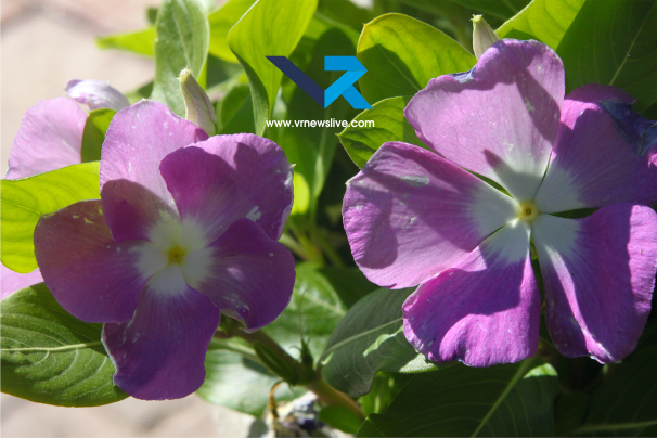 Brunfelsia Pauciflora