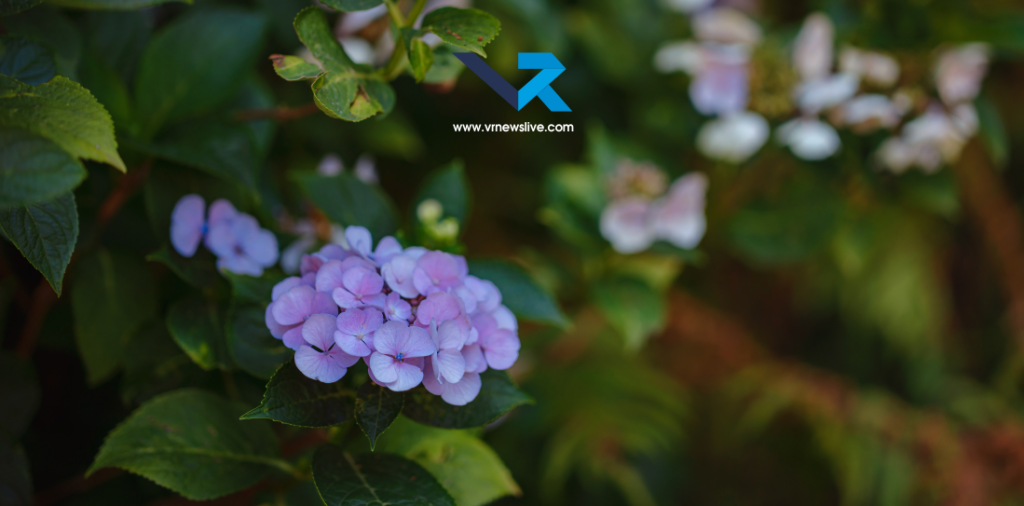 Brunfelsia Pauciflora