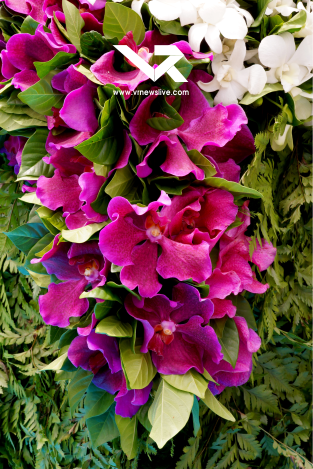 Brunfelsia Pauciflora