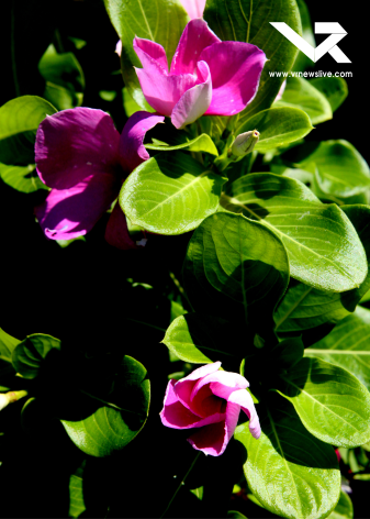 Brunfelsia Pauciflora