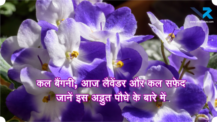 Brunfelsia Pauciflora