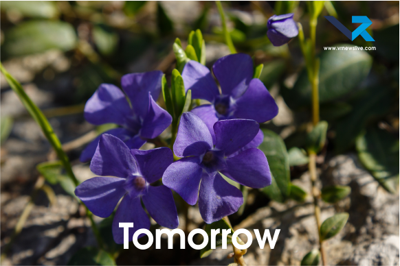 Brunfelsia Pauciflora