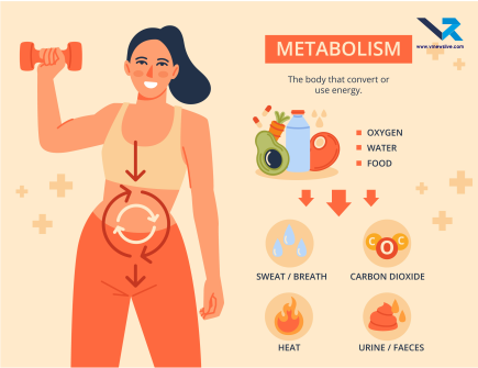 Morning Routine for Metabolism