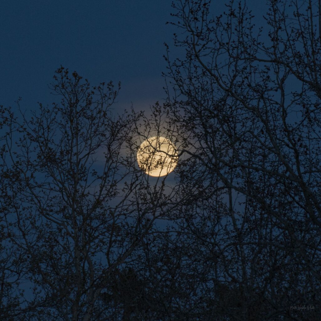 Vaishakha Purnima 2026