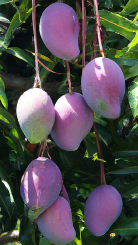 Miyazaki Mango