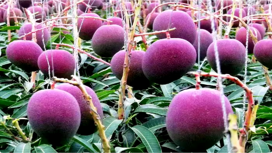 Miyazaki Mango