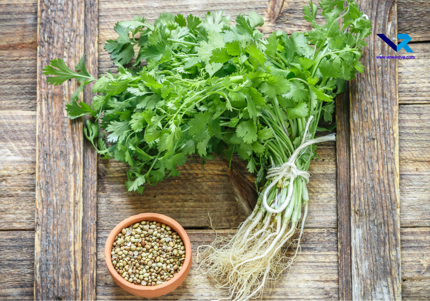 Grow Coriander In Water