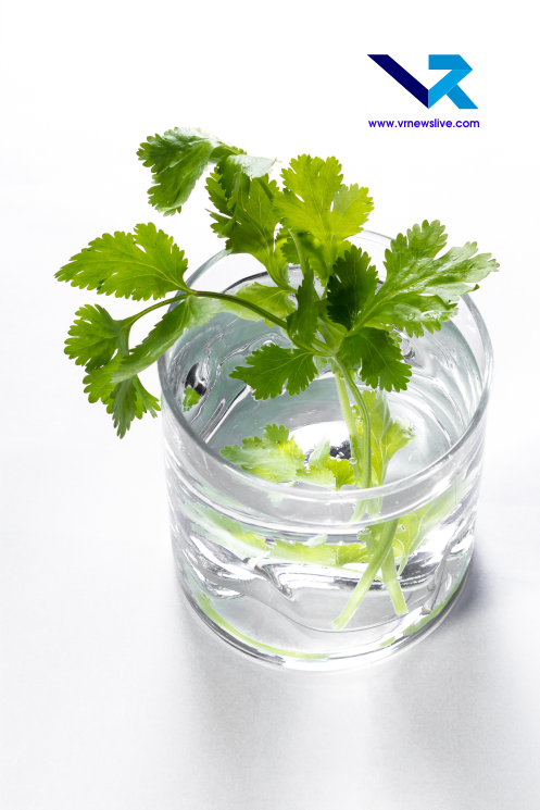Grow Coriander In Water