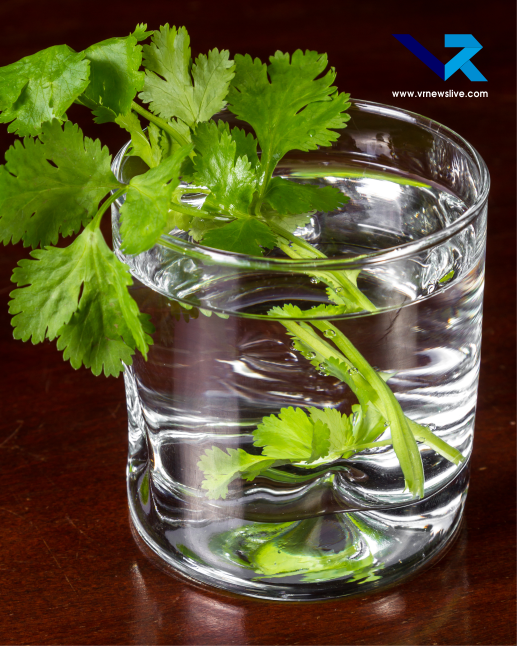 Grow Coriander In Water