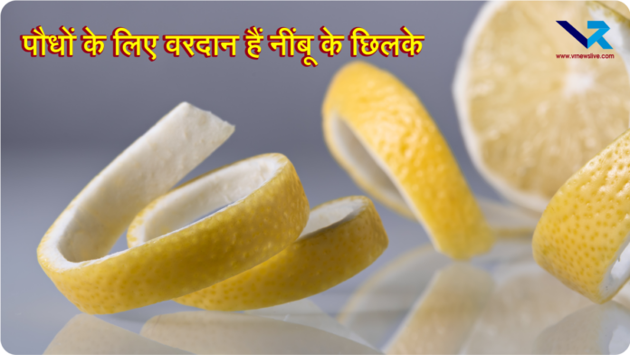 Lemon Peels For Plants